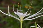 Spring spiderlily